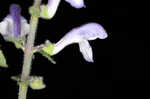 Hairy skullcap